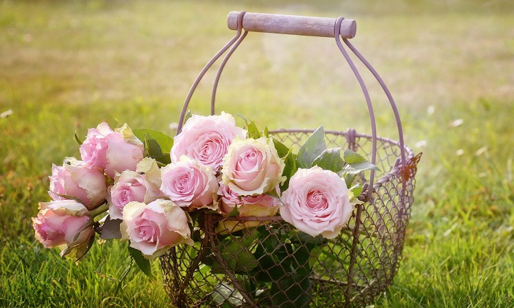 ỏԌt͖{ňقȂIꂼ̈Ӗv[gɍœKȖ{