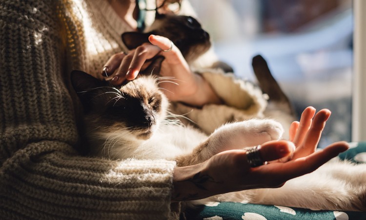 f[gvɔY񂾂Aj}JtFցI